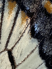 Papilio glaucus