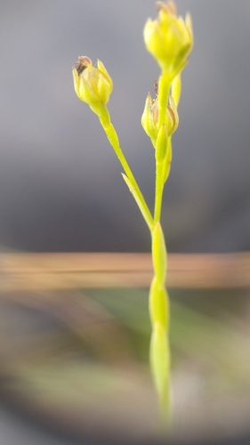 Image of Linum intercursum by (c) Scarlett S., some rights reserved (CC BY)