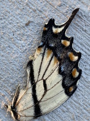 Papilio glaucus