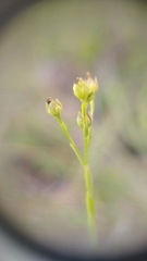 Linum intercursum