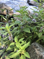 Mentha arvensis
