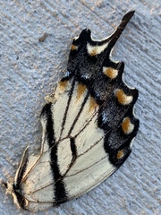 Papilio glaucus