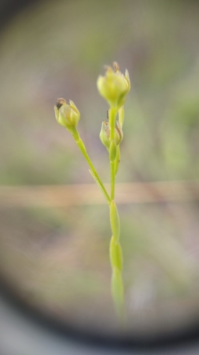 Image of Linum intercursum by (c) Scarlett S., some rights reserved (CC BY)