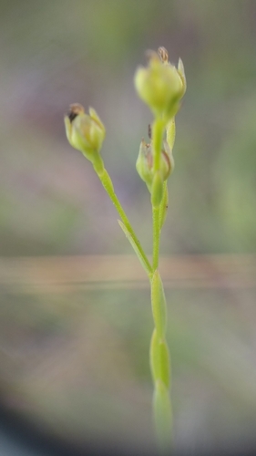 Image of Linum intercursum by (c) Scarlett S., some rights reserved (CC BY)