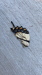 Papilio glaucus