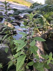 Mentha arvensis