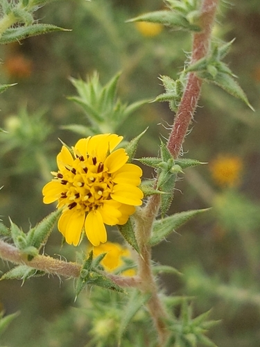 Centromadia