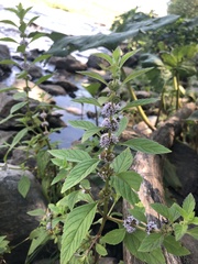 Mentha arvensis