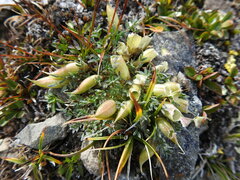 Oxytropis huddelsonii