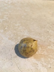 Citrullus colocynthis