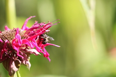 Anthophora terminalis