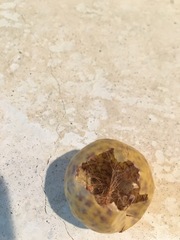 Citrullus colocynthis