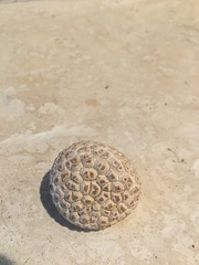 Calbovista subsculpta