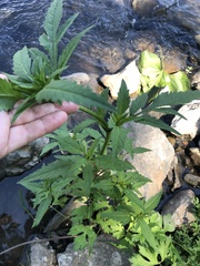 Bidens tripartita