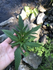 Bidens tripartita