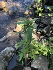 Bidens tripartita