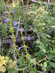 Penstemon virens