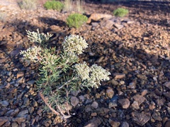 Eriogonum microtheca simpsonii