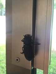 Nothopleurus subsulcatus