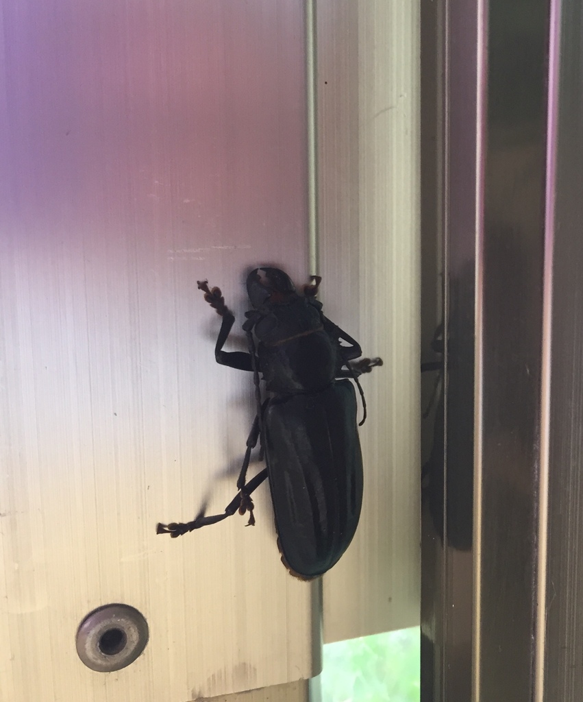 Nothopleurus subsulcatus