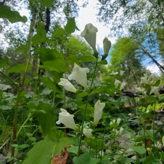 Scutellaria californica