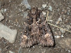 Aseptis binotata