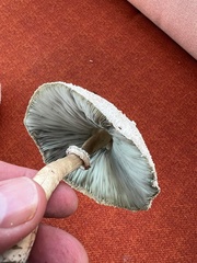 Chlorophyllum molybdites