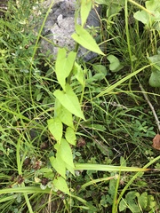 Fallopia convolvulus