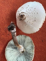 Chlorophyllum molybdites