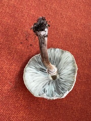 Chlorophyllum molybdites