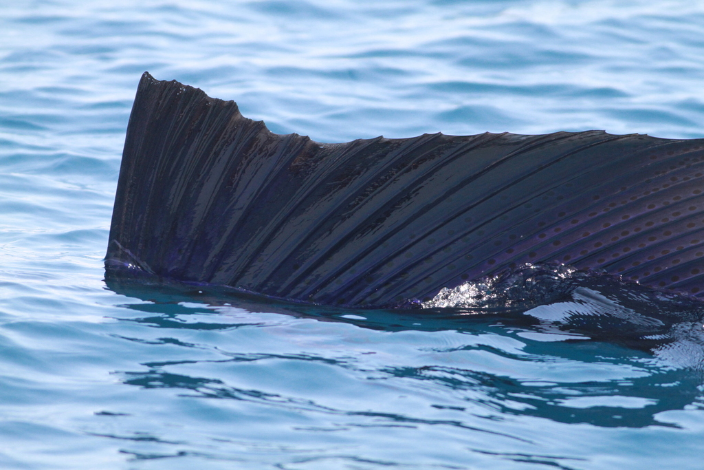 Sailfish