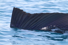 Pacific Sailfish