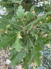 Quercus macrocarpa