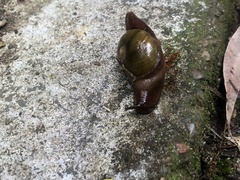 Parmavitrina rubrica