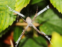 Argiope magnifica