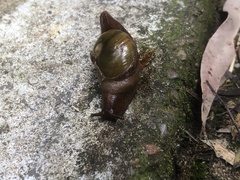 Parmavitrina rubrica