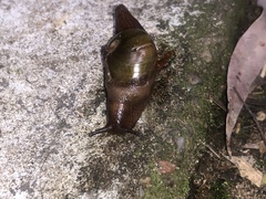 Parmavitrina rubrica