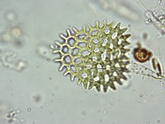 Pediastrum duplex