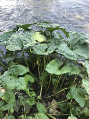 Petasites radiatus