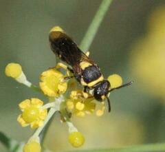 Hylaeus pictus