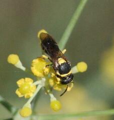 Hylaeus pictus