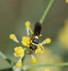 Hylaeus pictus