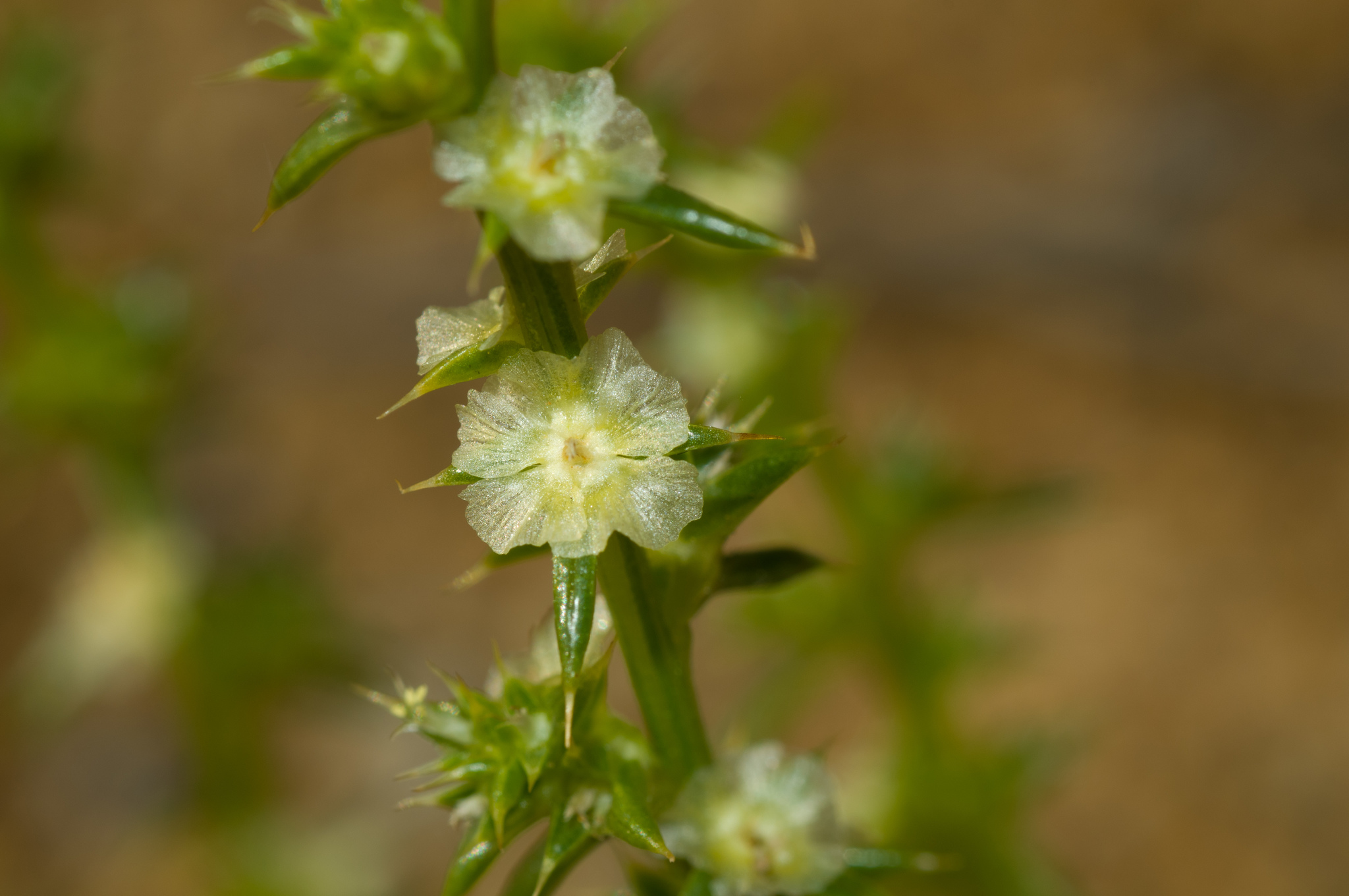 Salsola kali