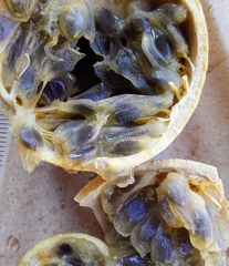 Passiflora cristalina