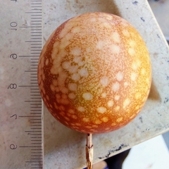 Passiflora cristalina