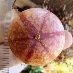 Passiflora cristalina