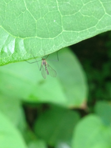 Blephariceridae