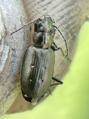 Bembidion bifossulatum