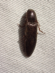 Melanotus longulus oregonensis