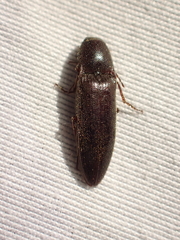 Melanotus longulus oregonensis